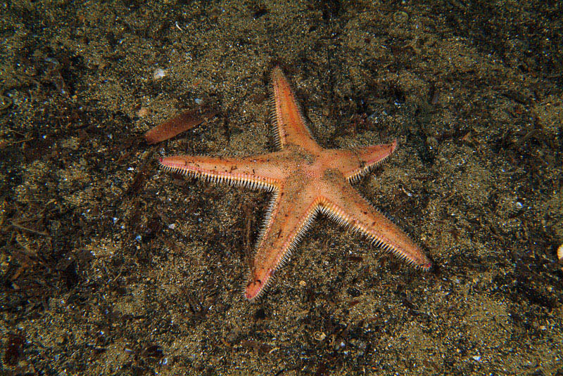 Astropecten irregularis e Astropecten aranciacus